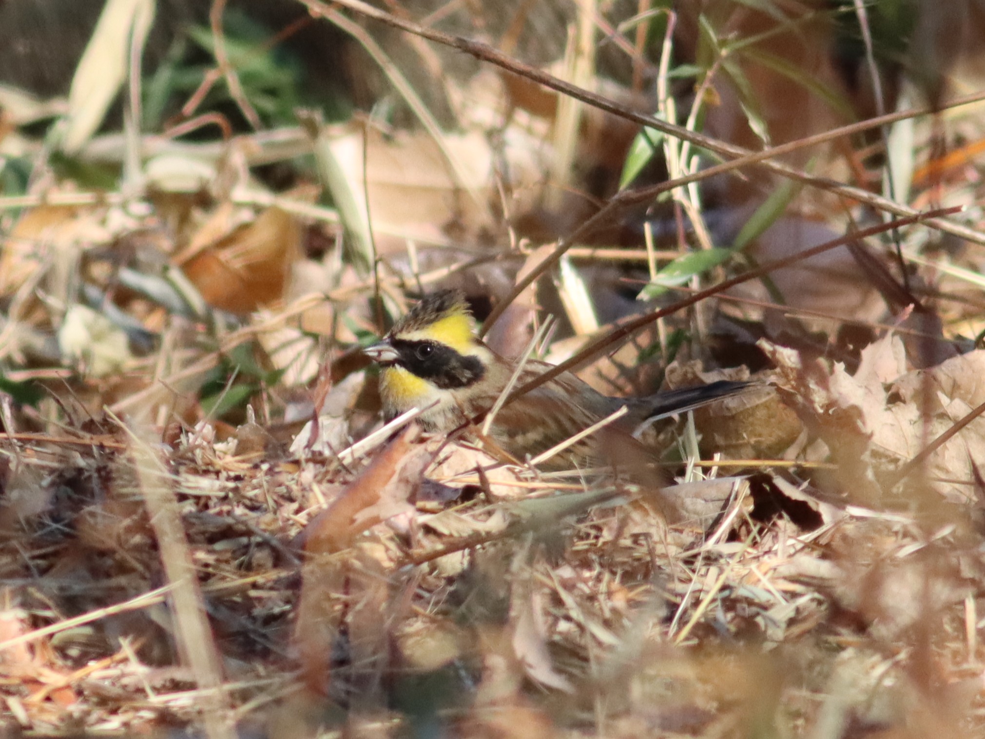 ミヤマホオジロ